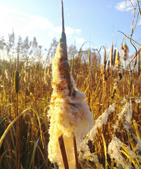 [������]����ʲô����Ҷ�������ѣ�����һ�������㳦