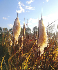 [������]����ʲô����Ҷ�������ѣ�����һ�������㳦