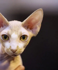 Ů�˿��ڷɻ��������·���ĸ��ιè��èȴ��