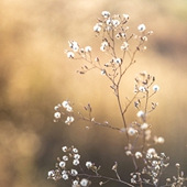 �黨֮�� ��ָһ˲