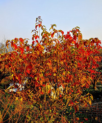 [������]˪Ҷ���ڶ��»����Ե��쳣����