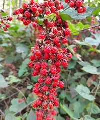 ��ɽ��Ұ��С���Ӻ����ˣ�Сʱ�򾭳���ժ������