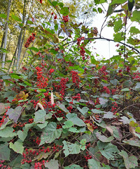 ��ɽ��Ұ��С���Ӻ����ˣ�Сʱ�򾭳���ժ������