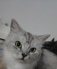 ����91��Ѱ����һ�룬ϲ��������è��