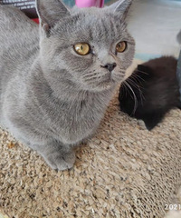 91��������Ů��ϲ������������Сè�䣬�Ҹ���򵥵��Ķ���