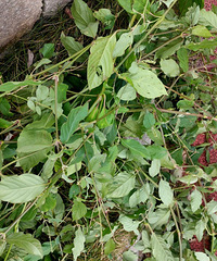 �������˱��������°�ؼ�ϴϴ�����