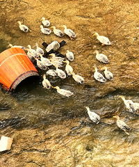 92������GG������177����������뷶Χ�ڡ�����Ҳ����