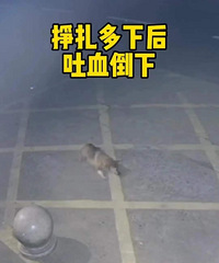 ������Ͷ�������ɳ�����ʻ��һ���������С������