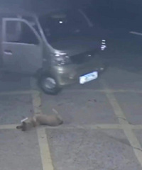 ������Ͷ�������ɳ�����ʻ��һ���������С������