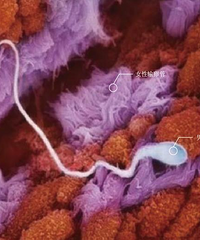 һ��̥���γɵ�ȫ���̣�9�Ÿ������ͼ�����˽⣬��������������