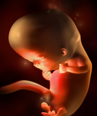 һ��̥���γɵ�ȫ���̣�9�Ÿ������ͼ�����˽⣬��������������