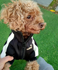 �������̩��һֻ