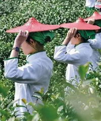 [����]���ſڵ��㽭ɭ�����ɣ����������