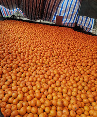 "����һ��,�Խ۴�Ƥ"�о�����治��