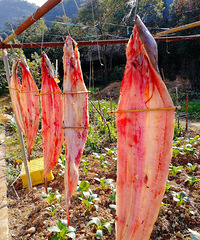 [������]ɹ����