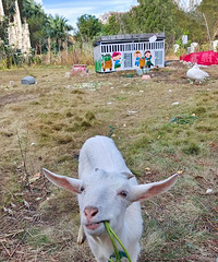 Сѧ��Ҫ�������ԭ��Ȼ��ѧУ�����˶����