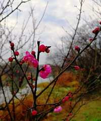 [������]÷�����ˣ�����һ����Ȥ