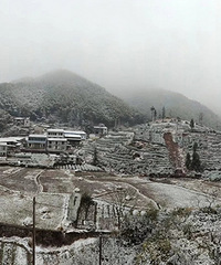 ������ѩ