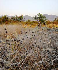 [������]2021�����һ����糿��˪��ѩ