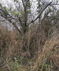 ��÷���ô�Ⱦ�����Ӳݱ�����Ҫ��