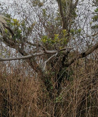 �Ӳݱ�����Ҫ��