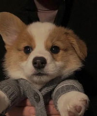 [�״�]��˵������ͷ�����˶����ˣ�������ô������