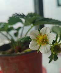 ���ֵĲ�ݮ������ʱ  ��֪���ܲ����ҵ�����