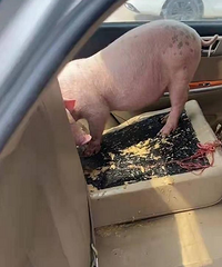 ����Ϊ��ʡ�˷ѣ���˽�ҳ���������ͷ���γ����ڳ���