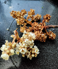 ֹ�����˻���ɫ�Ļ��Ǻ�ɫ�ĺã�