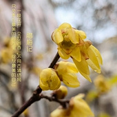 ��÷����