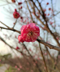 ������첻̫�䣬̤ѩѰ÷������