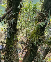 ���ڽ����ϵ���Ƥʯ��