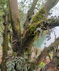 ���ڽ����ϵ���Ƥʯ��