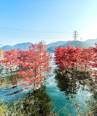 2021ܽ᡿Ӫҵ100%ȴֻ30%