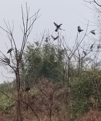 һ������������һ��ʯͷ������������