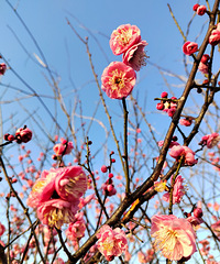 �������ġ����ﻨ��������