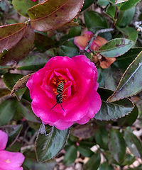 ����ֲ��԰������