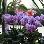 ��Щ���������ɿ���