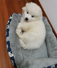 ����һֻС��ĦҮ