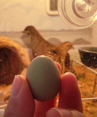 �������������ճ�