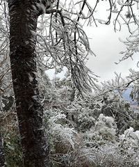 ��ѩ���磺������