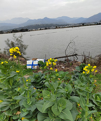 [������]ܽ�غ���ɫ����Ұ��һƬ��������