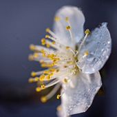 ϸ��÷�����ϻ�