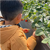 ����ȥժ��ݮ