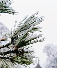 ��̨������ڡ���Ѱ�����������ѩ��