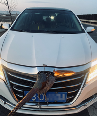 ɽ��һ���Ӹ����ϱ�Ұ��ײ������������ͷ�����ѣ������㡱