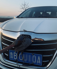 ɽ��һ���Ӹ����ϱ�Ұ��ײ������������ͷ�����ѣ������㡱