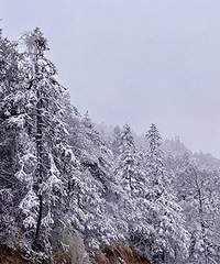 �Ϸ��˶�ѩ��ִ��