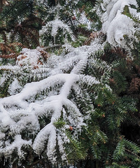 �ɾ�������-��Ϫ��-˫���磬˳��ת�������Բ�ѩ