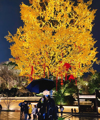 ���������׸�¥�����������������Ҫ��